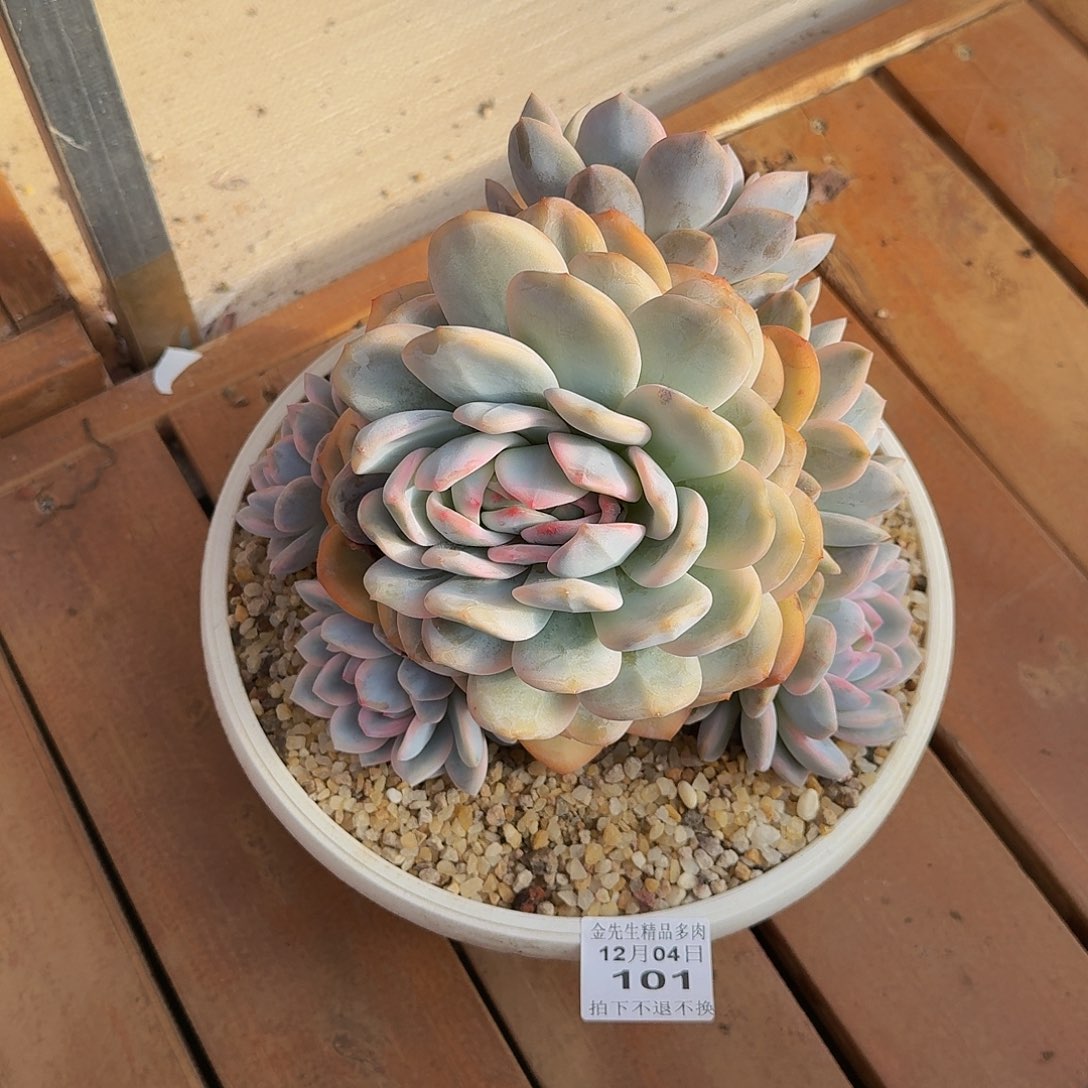 2***71204-101橙梦露锦群