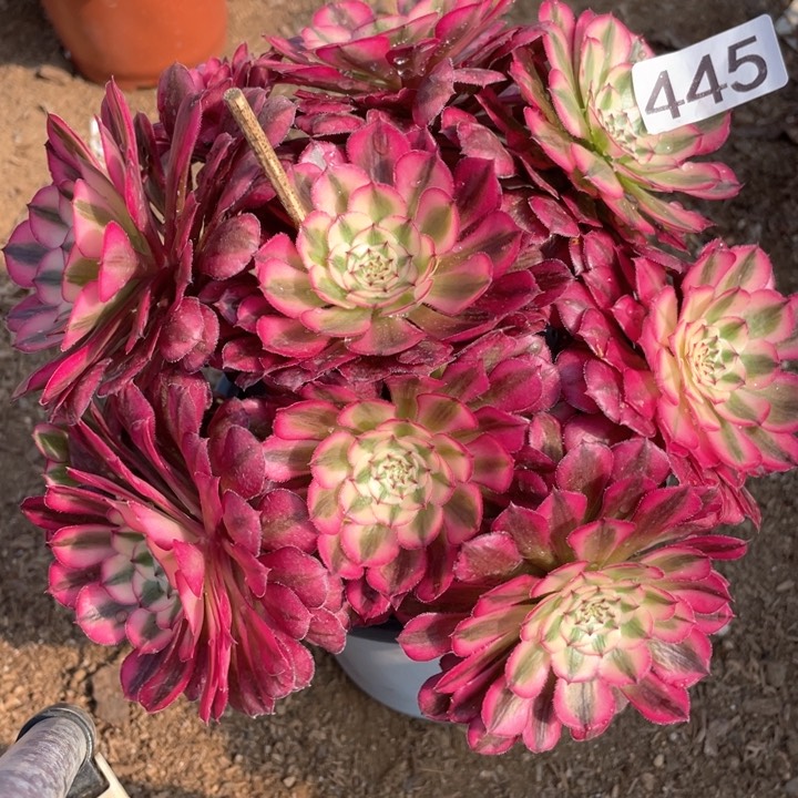 445多肉植物红铜白