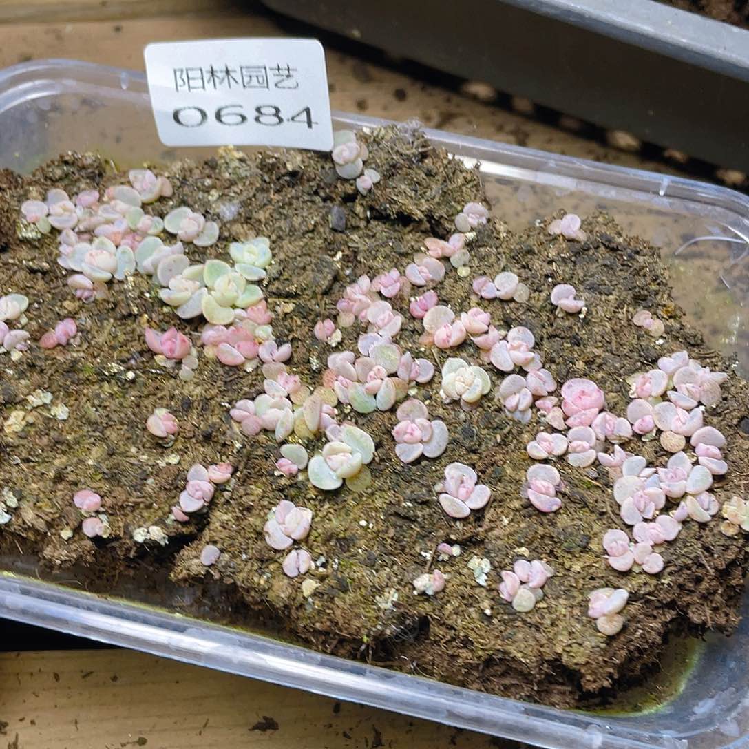 也***谁多肉植物多肉植物684