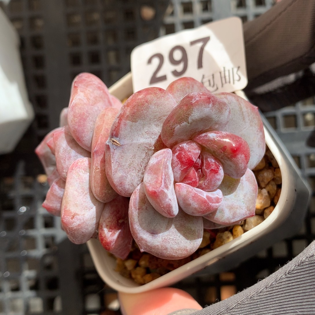 297。石化石榴籽星影双头5.5cm。