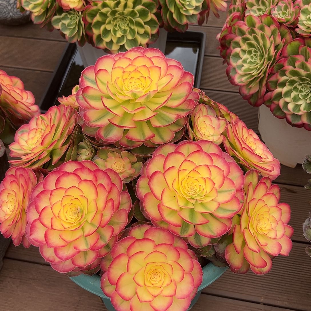 红荔枝111111111111111