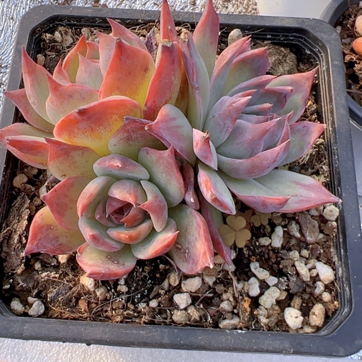 3头惊鸿仙子【一物一拍】香尔卉园艺