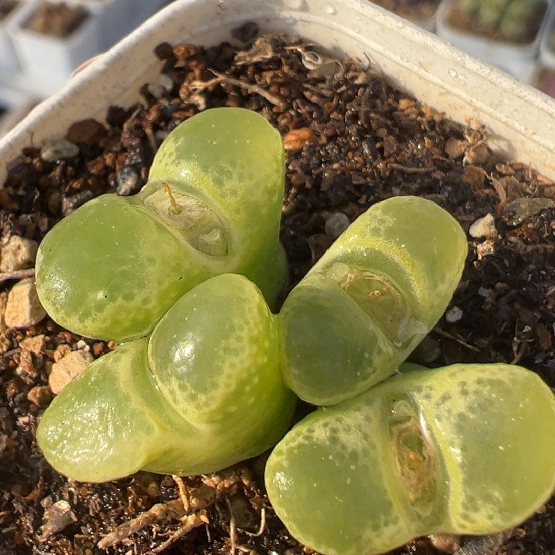 36多肉植物百科知识