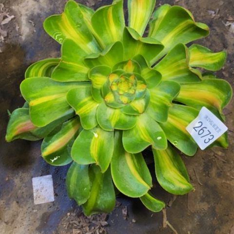 暴君多肉植物2673