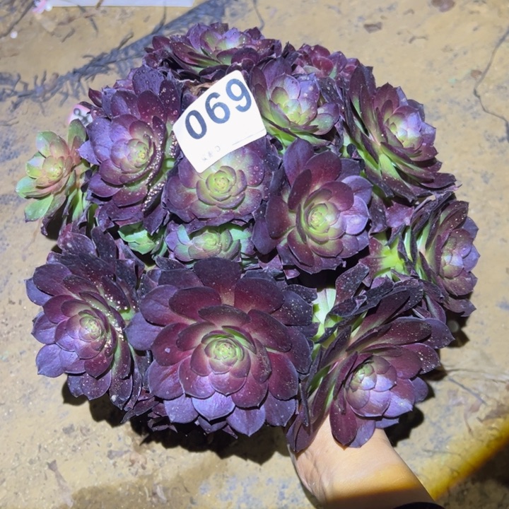 赤炎链多肉植物069