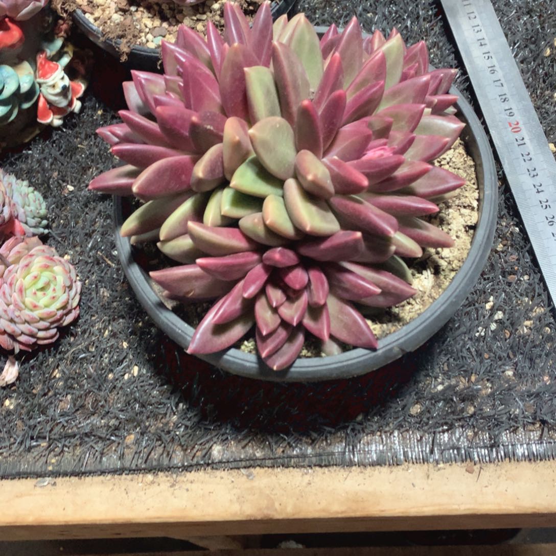 多肉植物迷雾泡泡