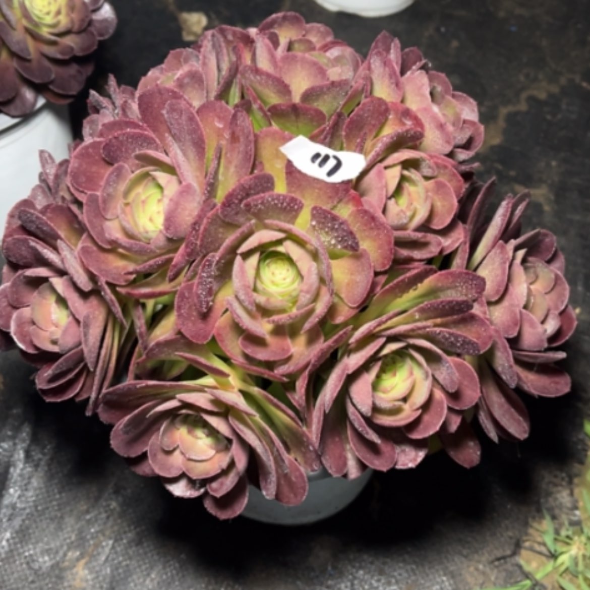 【闪购商品】117莎啦碗多肉法师