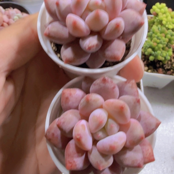 韩版半夏五厘米盆一颗