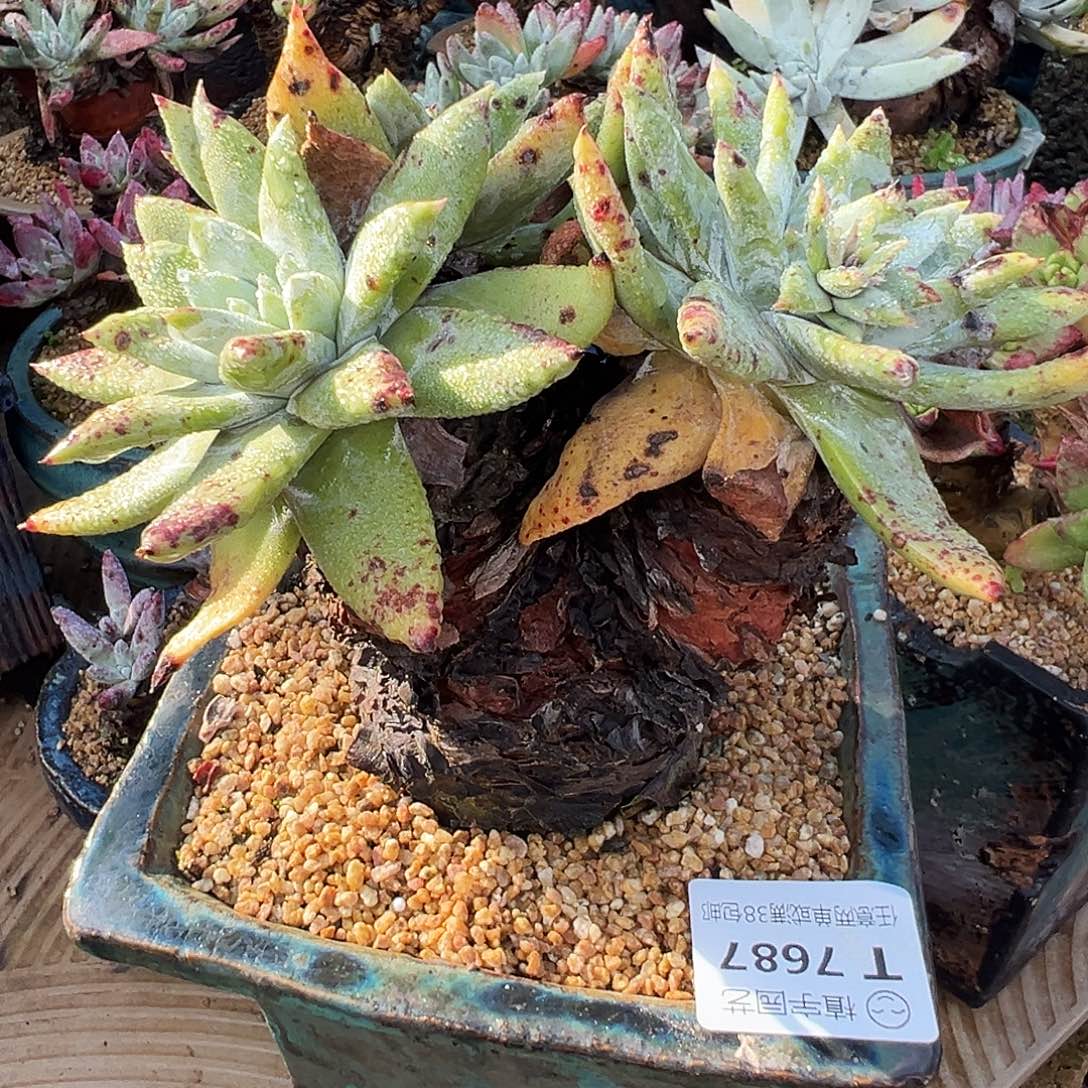 抗***克7687赛丽娜仙女杯多肉