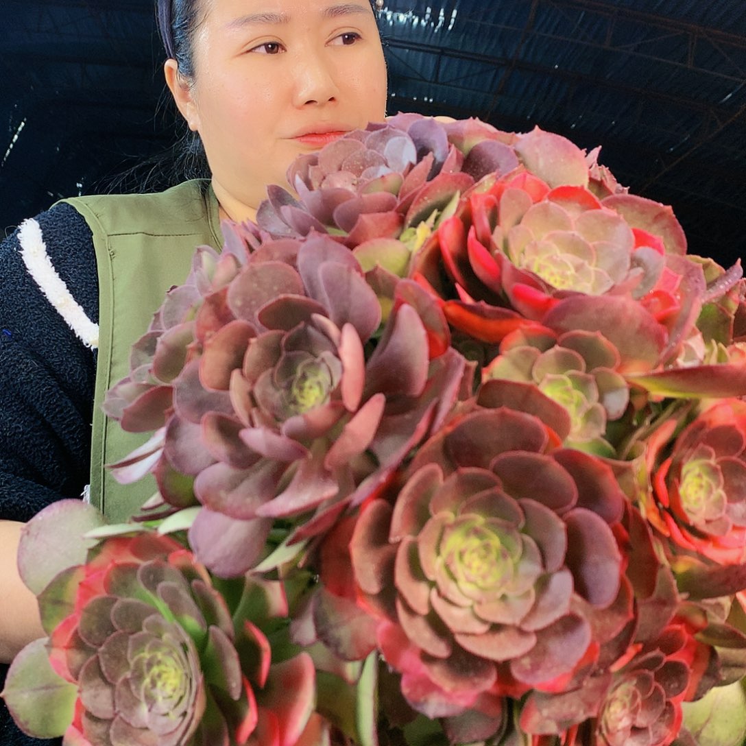 柒哥多肉法师不包侧断枝 871