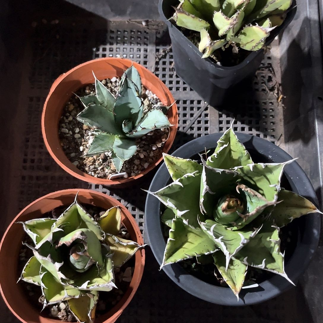春****号贝壳龙，龙牙，老白，蓝鲸