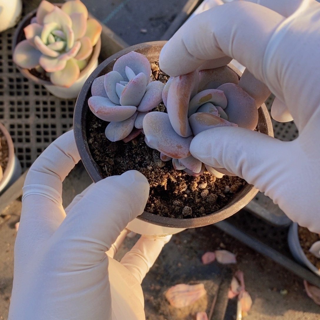 多肉植物111111111