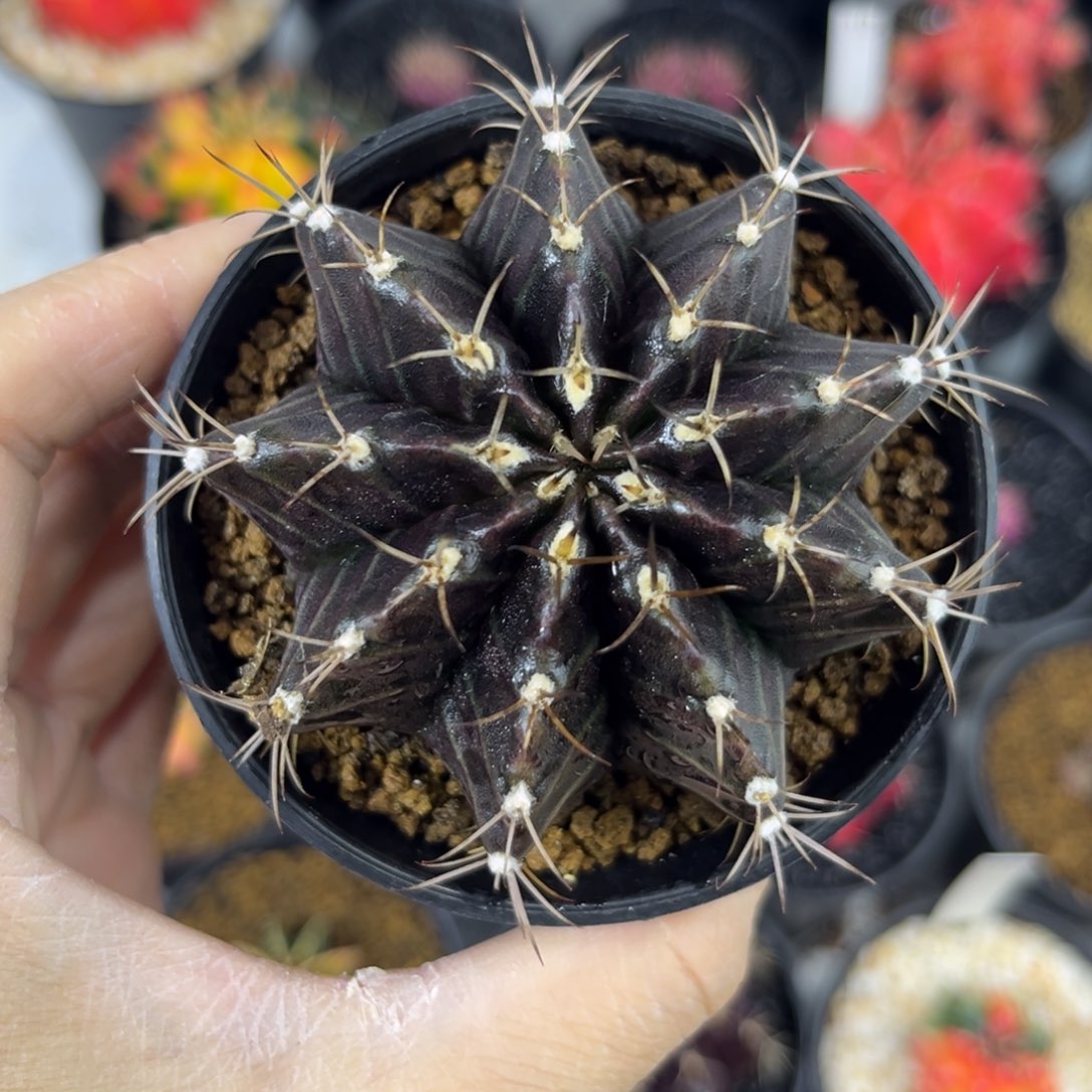 纯黑精品泰系米哈仙人球实生