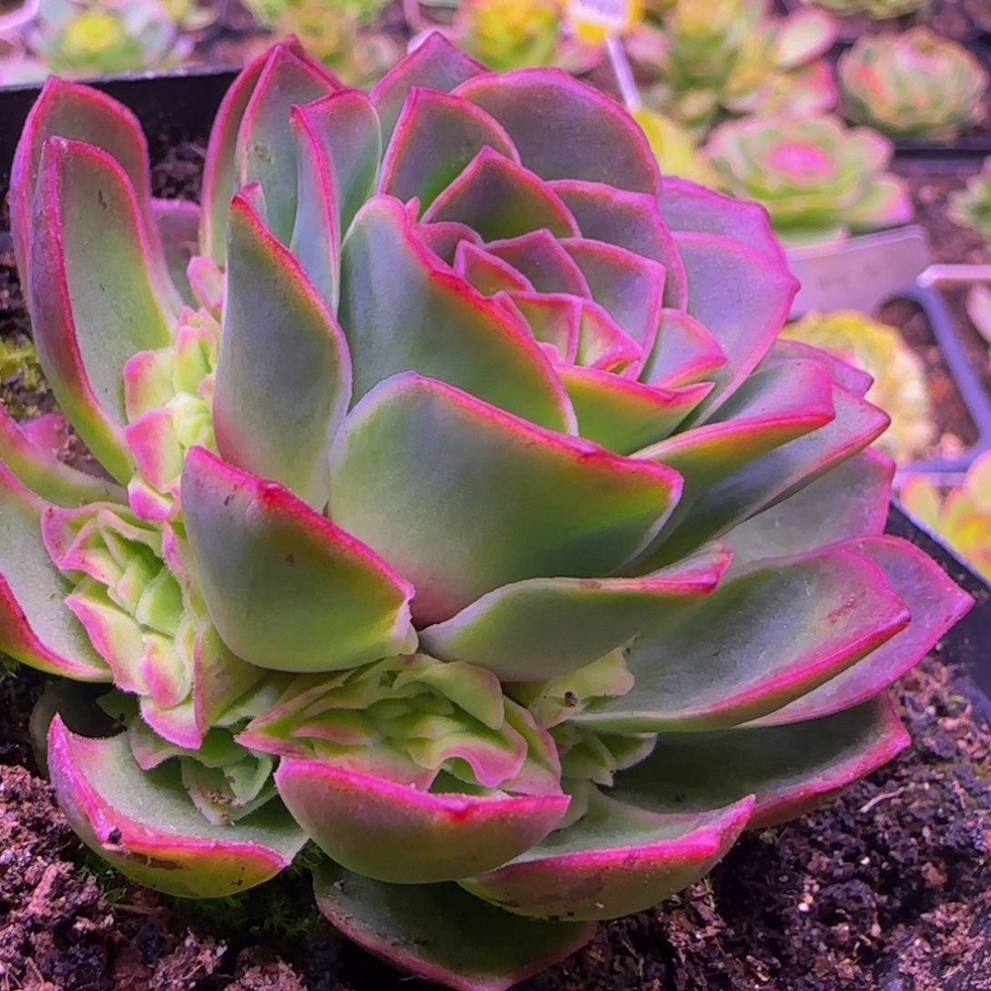 清秋捧花13534345353535