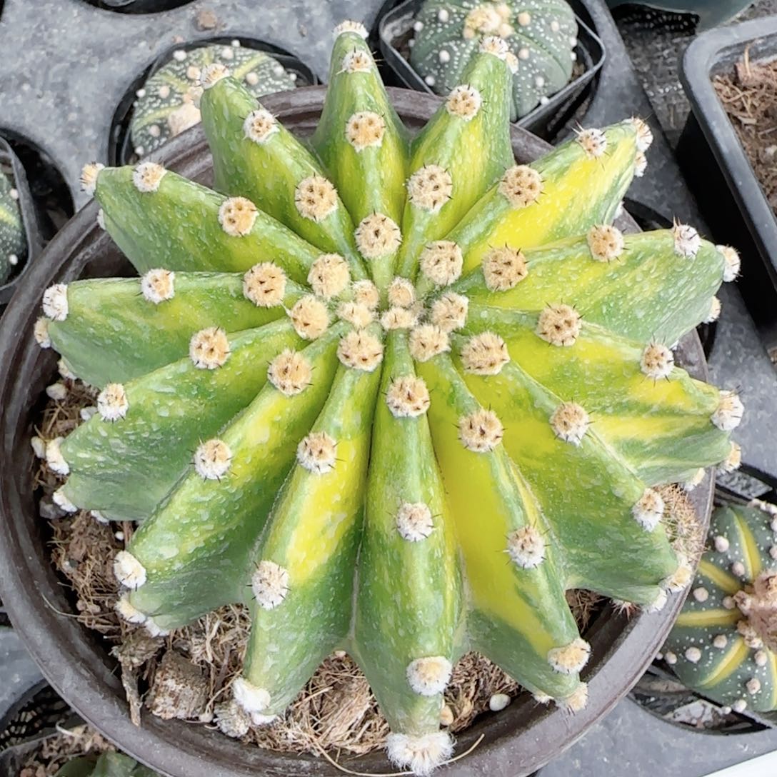 世界图黄锦大单头特价多肉