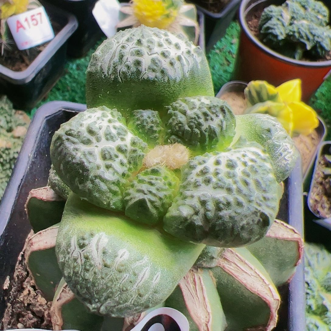 大尤连山牡丹200