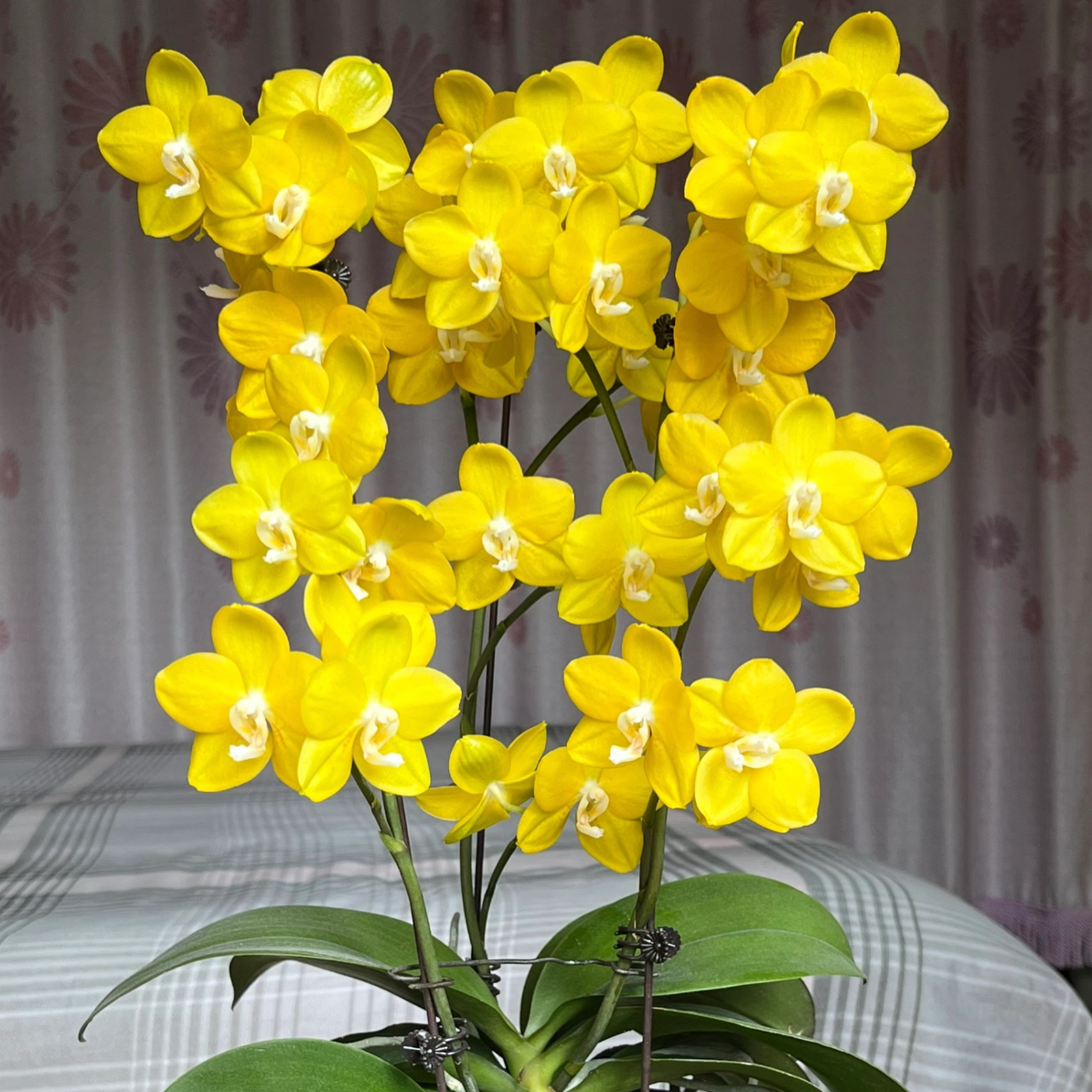 花香十里【吉祥如意】4.5寸杯苗
