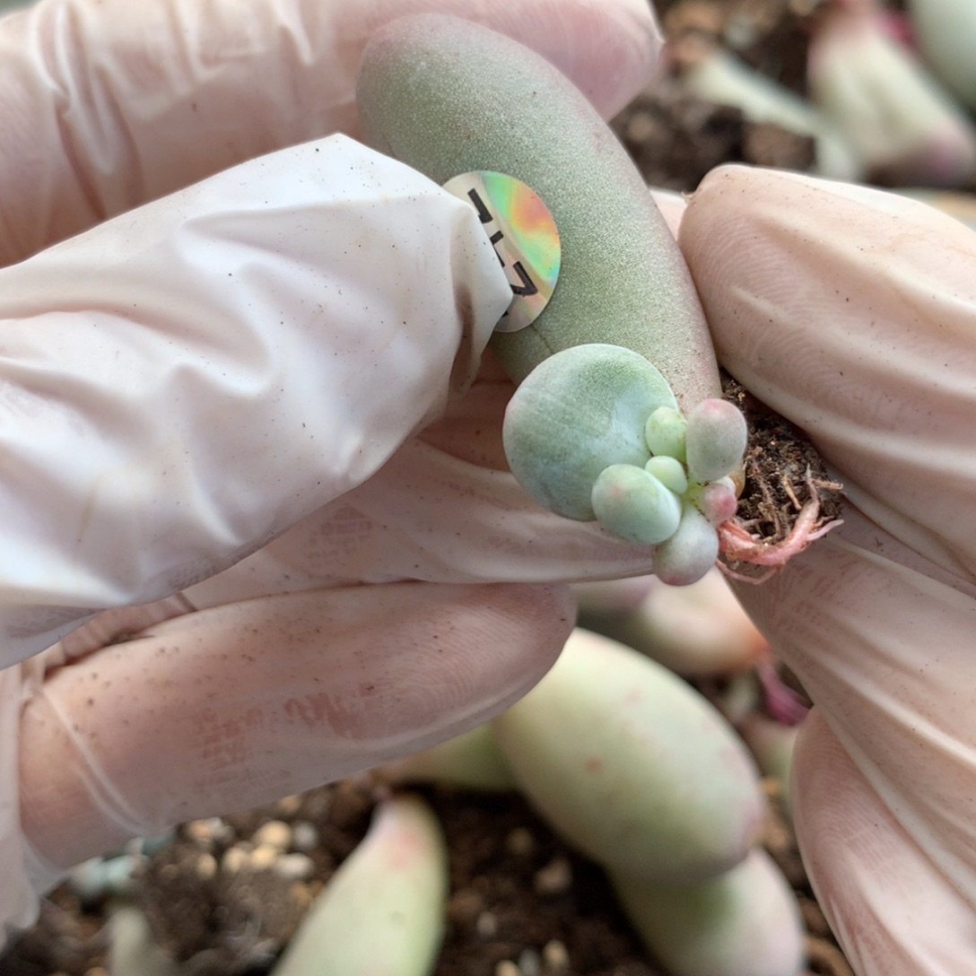 米可奶酪多肉 miken242