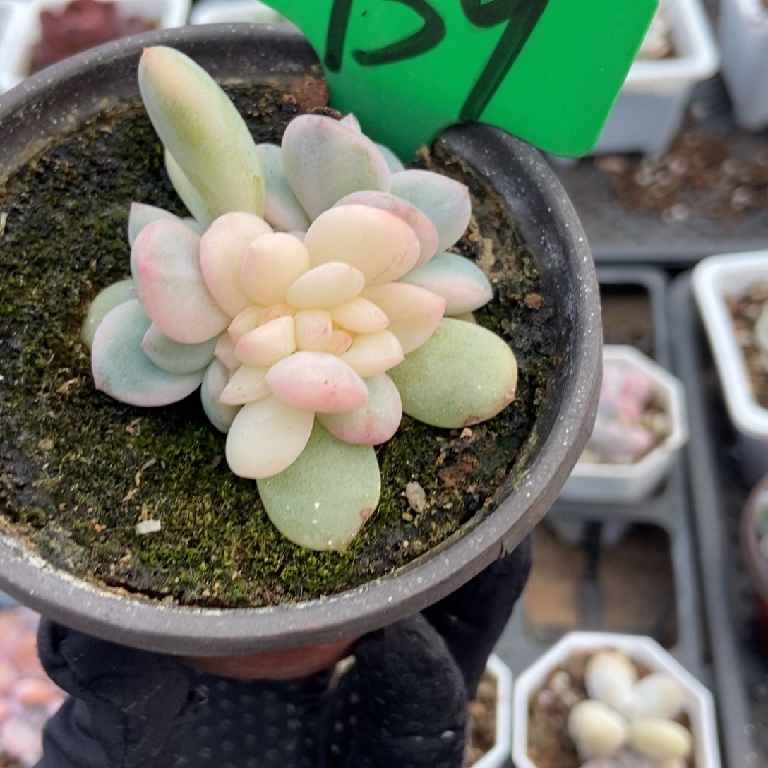 939梦露锦多肉植物保护