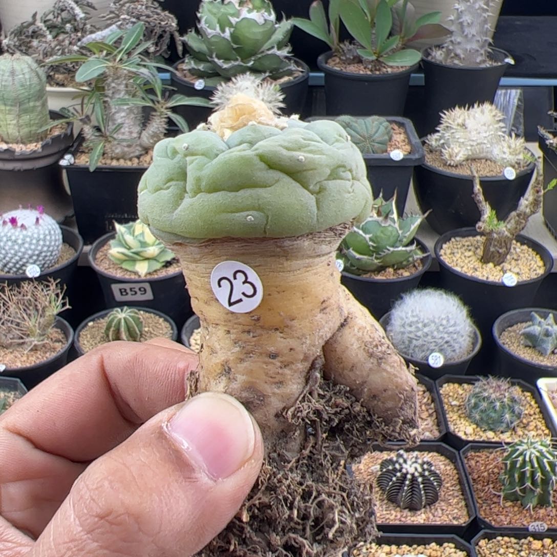 草球实生一物一拍23