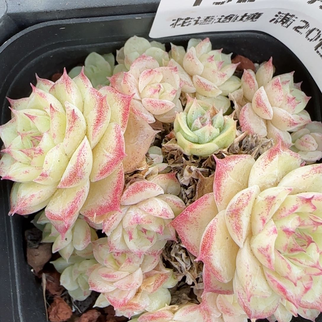 花语逸镜0129-152散