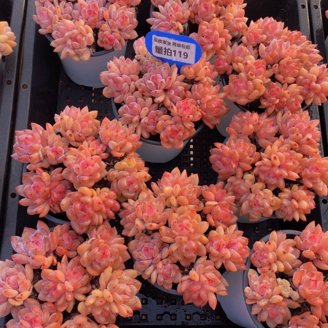 量拍119号 果冻韩版仙女橙双头组合7个