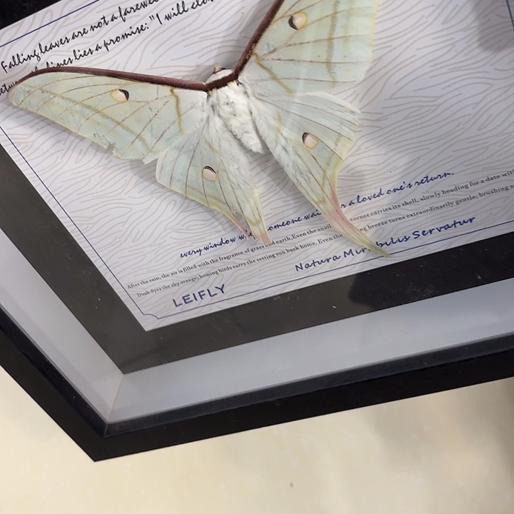 边***琦蝴蝶标本定制208@