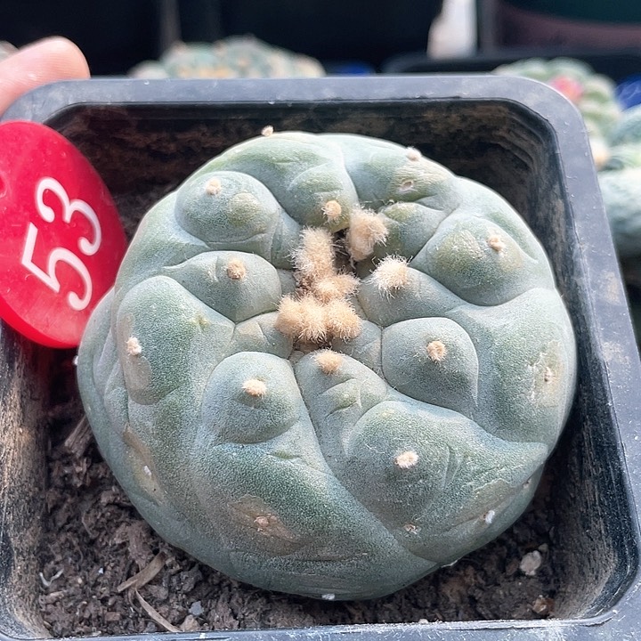 仙人球落地有根53