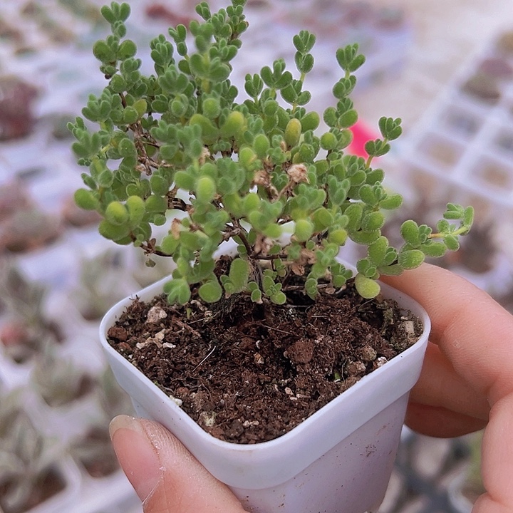 莱斯枝干19包邮多肉植物