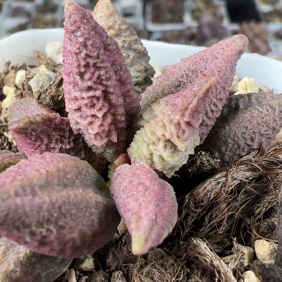 融化纹冰激凌单头纯木质桩多肉植物