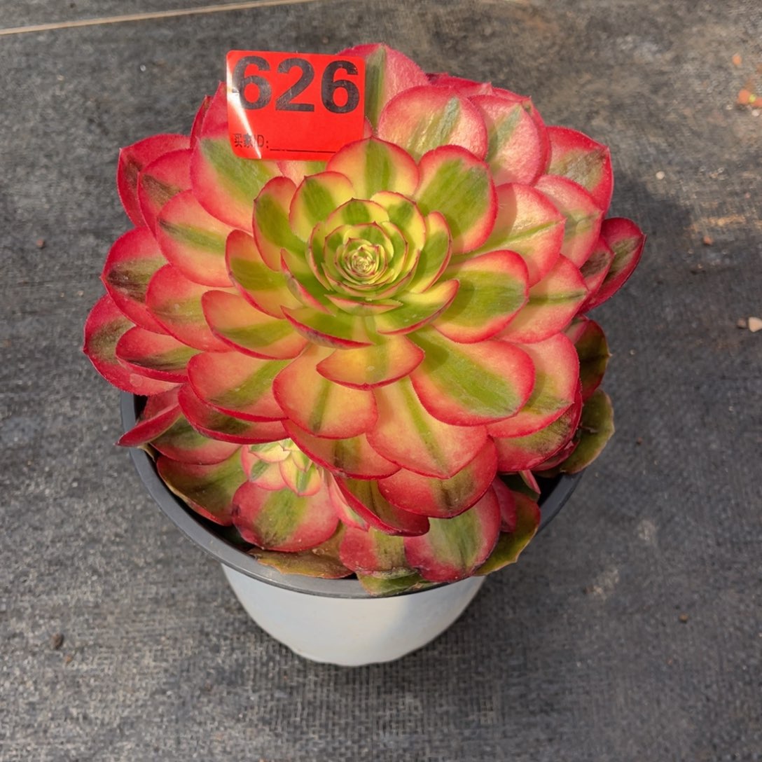 甜****_626多肉法师荔枝