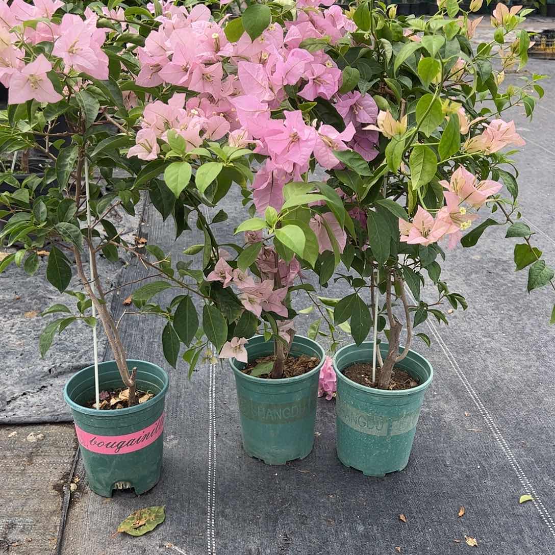 大部分花苞少量开放赛佛理一颗