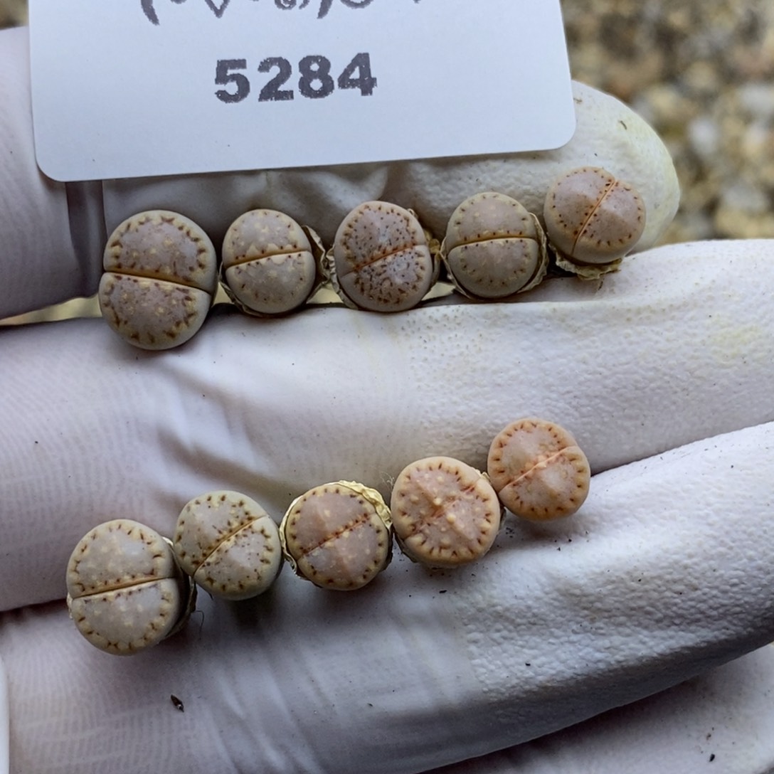 5284。c24。饼干。。。。。