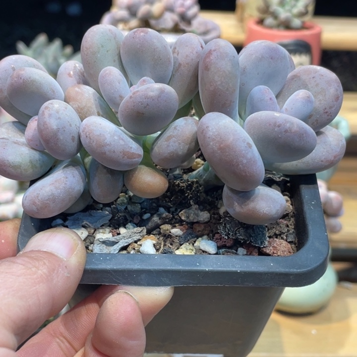 橙雪球636号的多肉啊啊啊