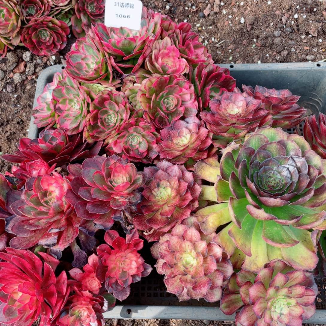 31法师锦多肉1066三颗