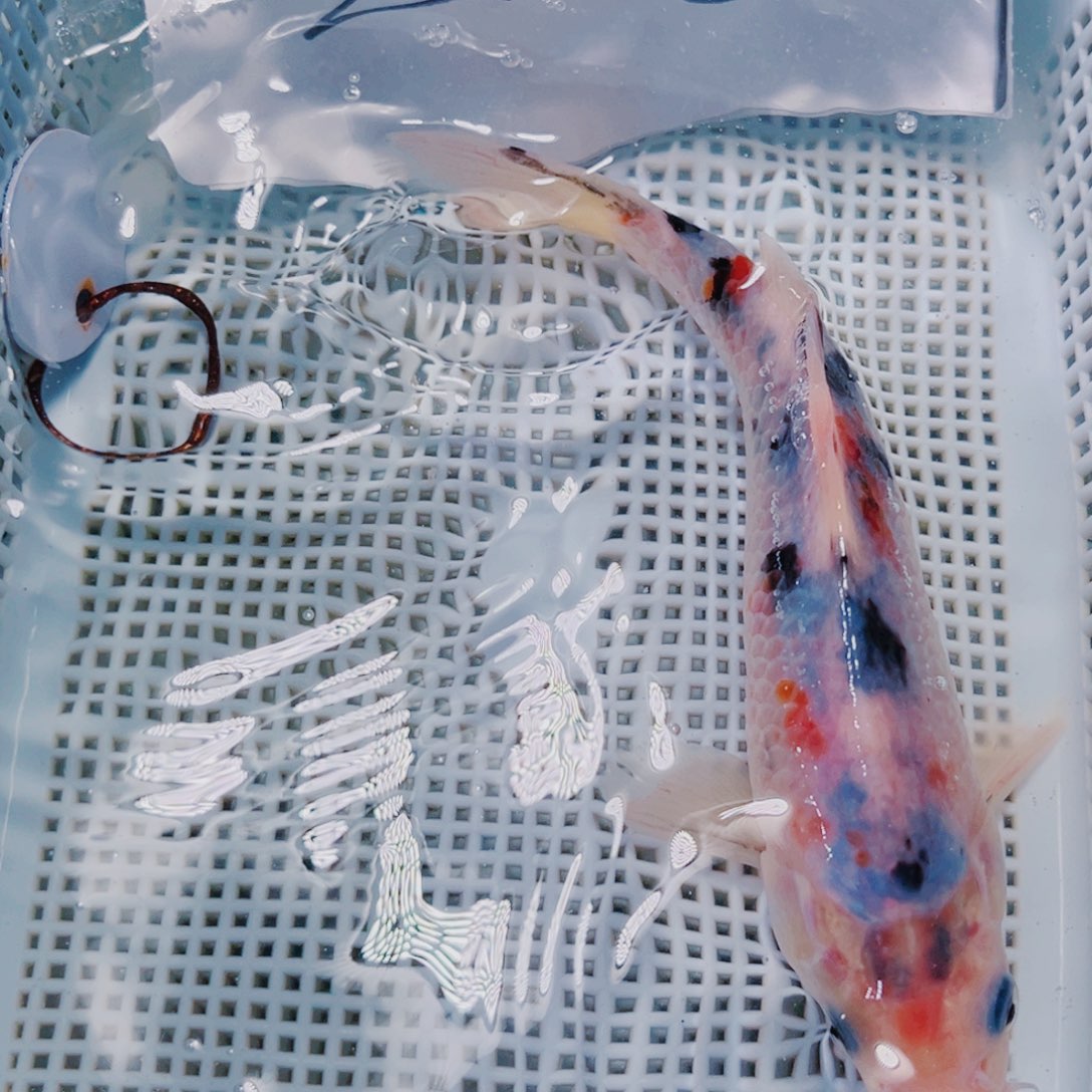 海水鱼观赏鱼锦鲤冷水6