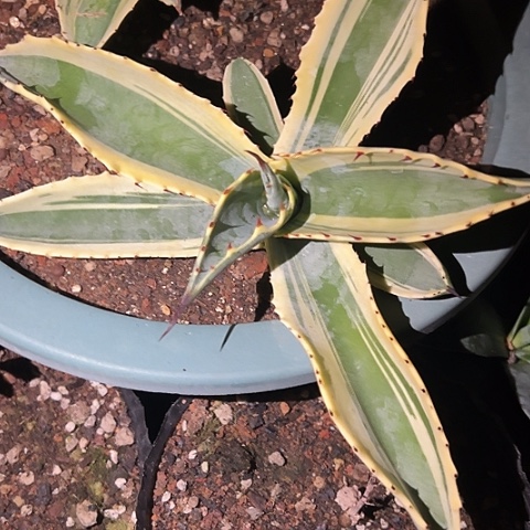 小***薯涟漪效应龙舌兰植物