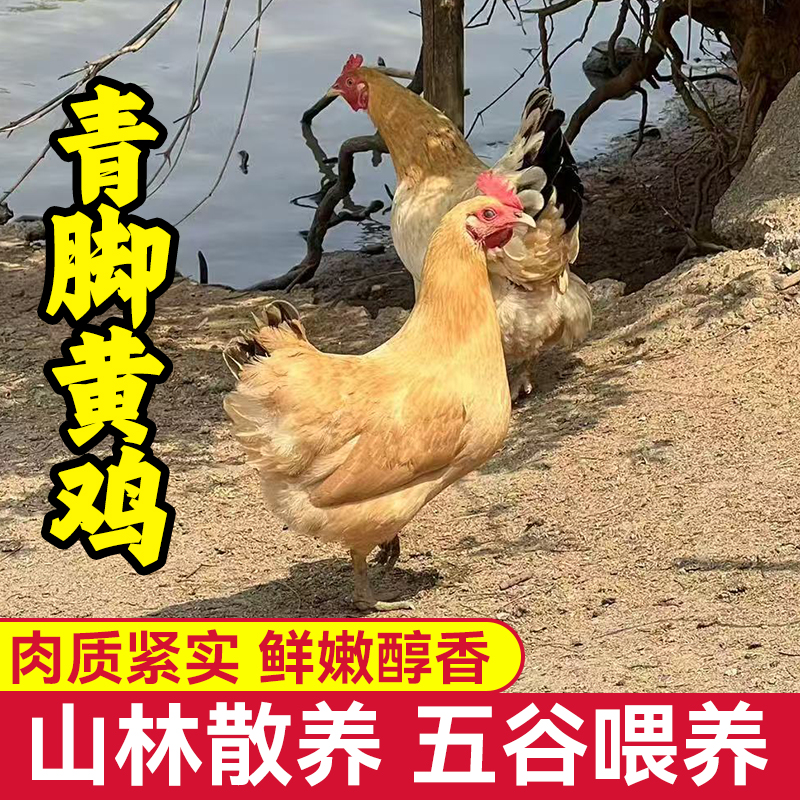 【青脚黄鸡】山林散养喂玉米稻谷手工宰杀新鲜2只