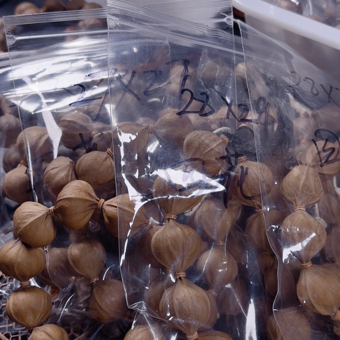 麟***子橄榄核吊坠啊啊啊啊啊啊啊啊