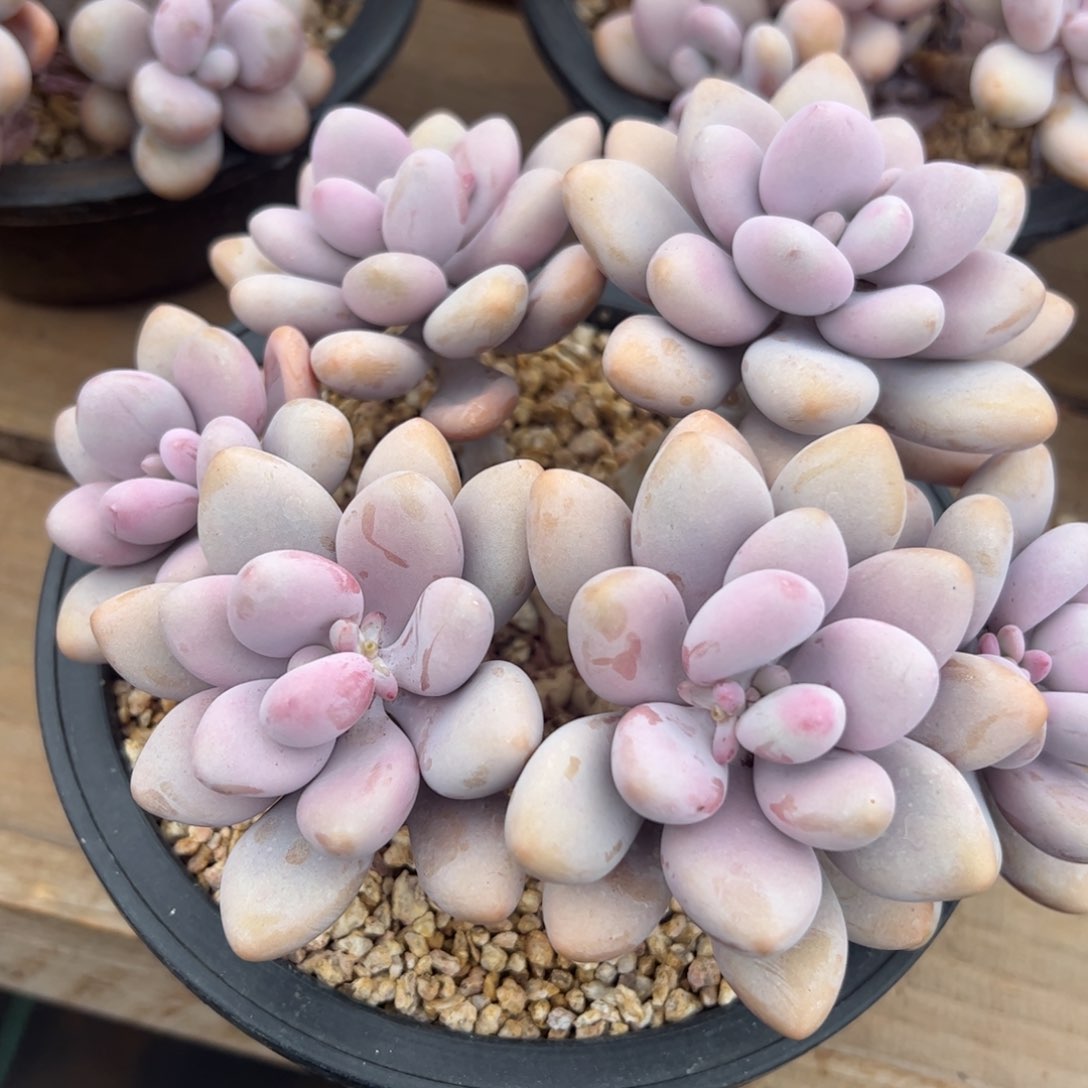 桃蛋多肉植物好看