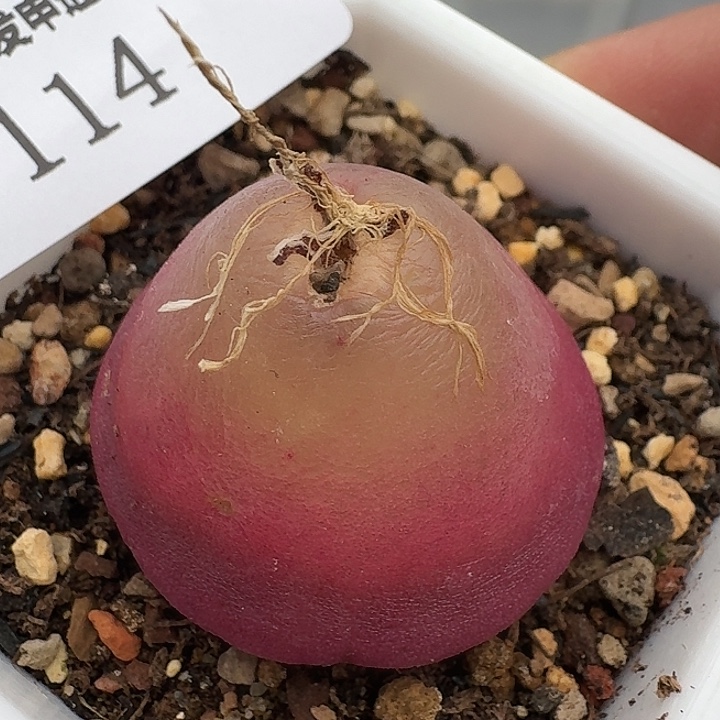 114 灯泡2.7厘米左右。  