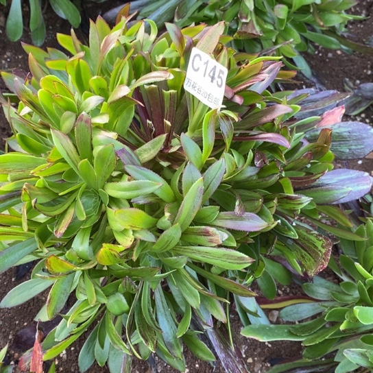 145水墨丹青绣球多肉植物