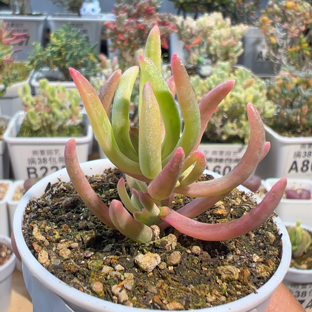 1-854枝干番杏多肉冰花锦五圆盆