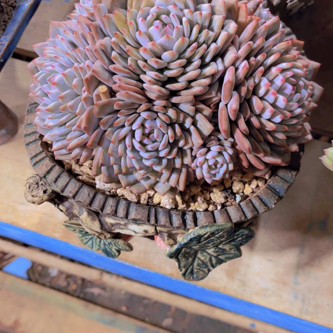 疯***子多肉植物保护研究所所长