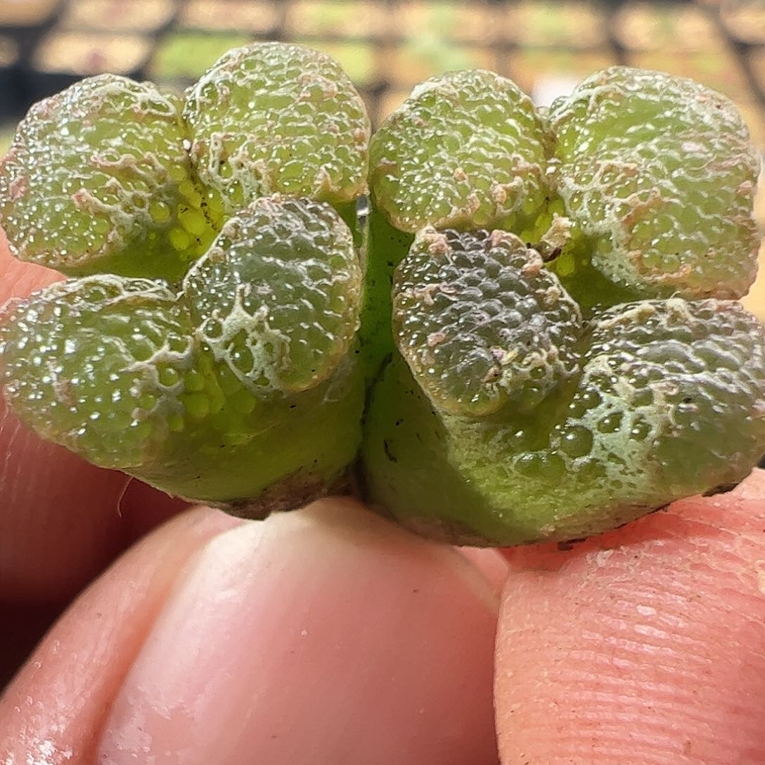 0000447一物一拍超级蝴蝶