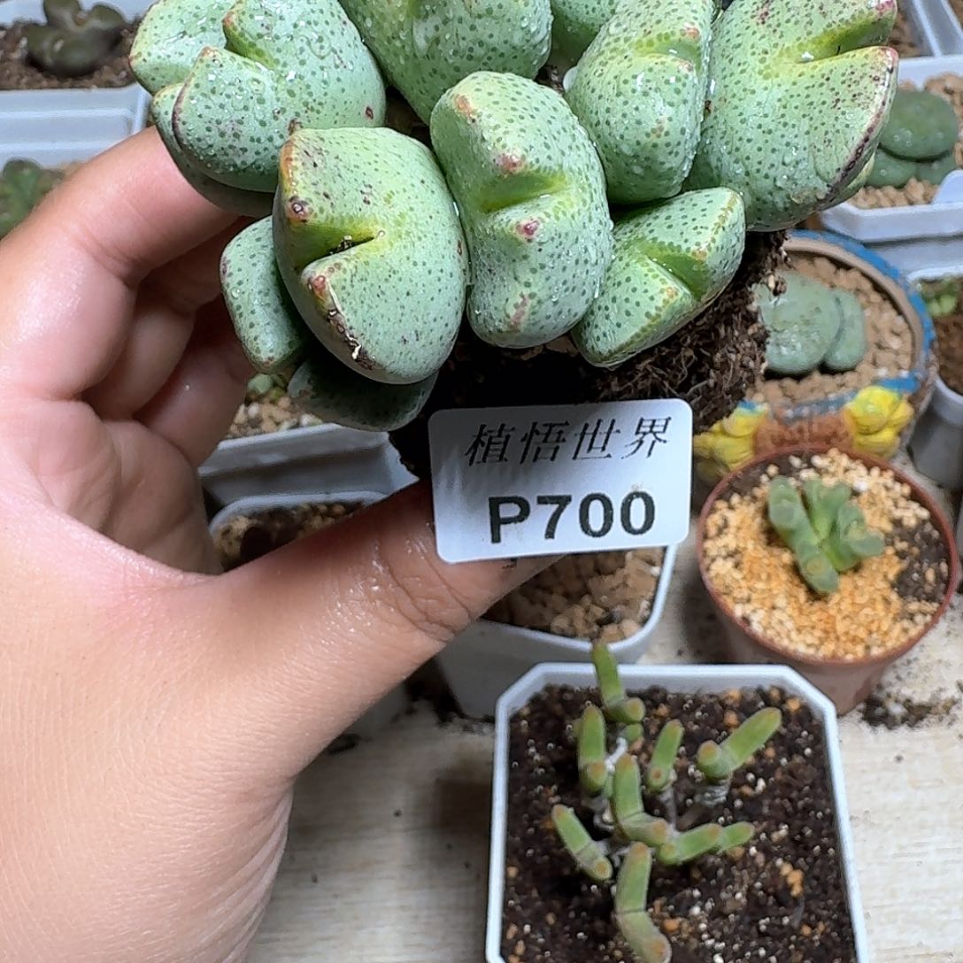 700盒多肉植物哇c gb h