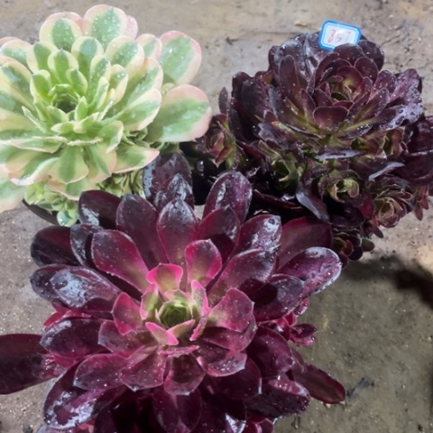 857多肉植物组合