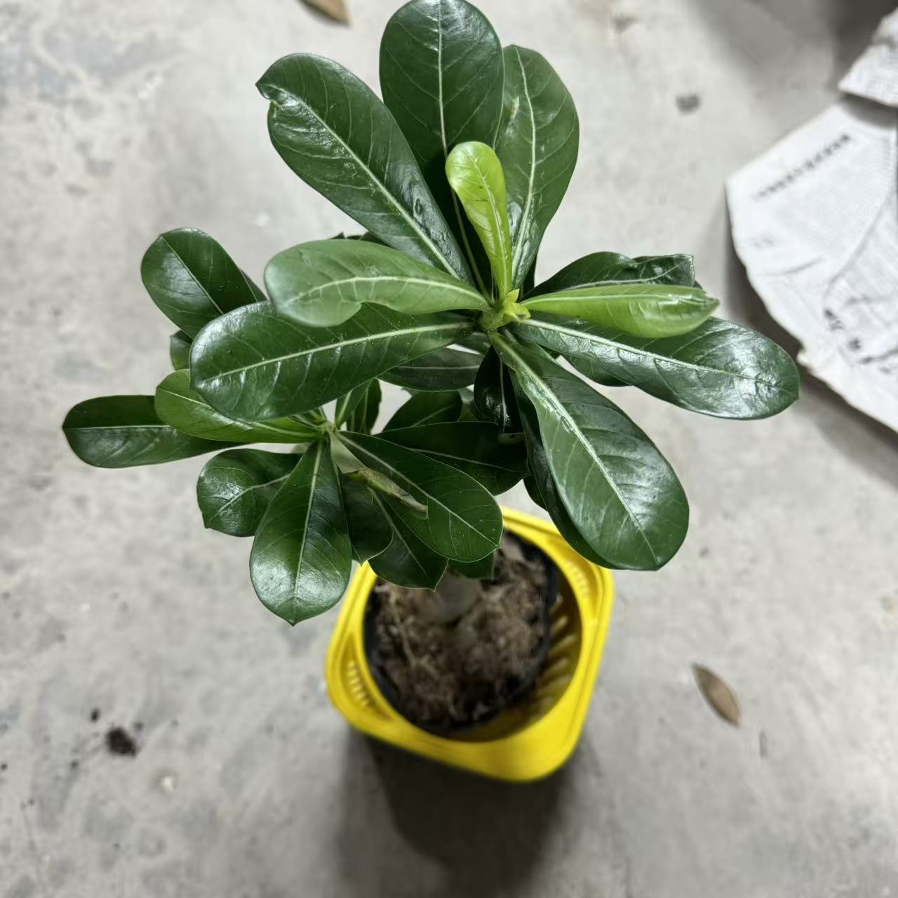 西藏包邮绿植·沙漠玫瑰