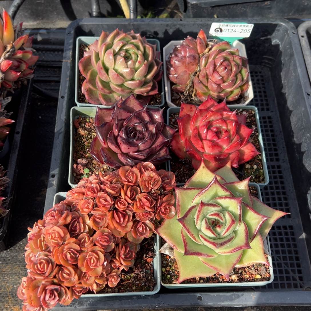 从前慢多肉精选编号0124.205