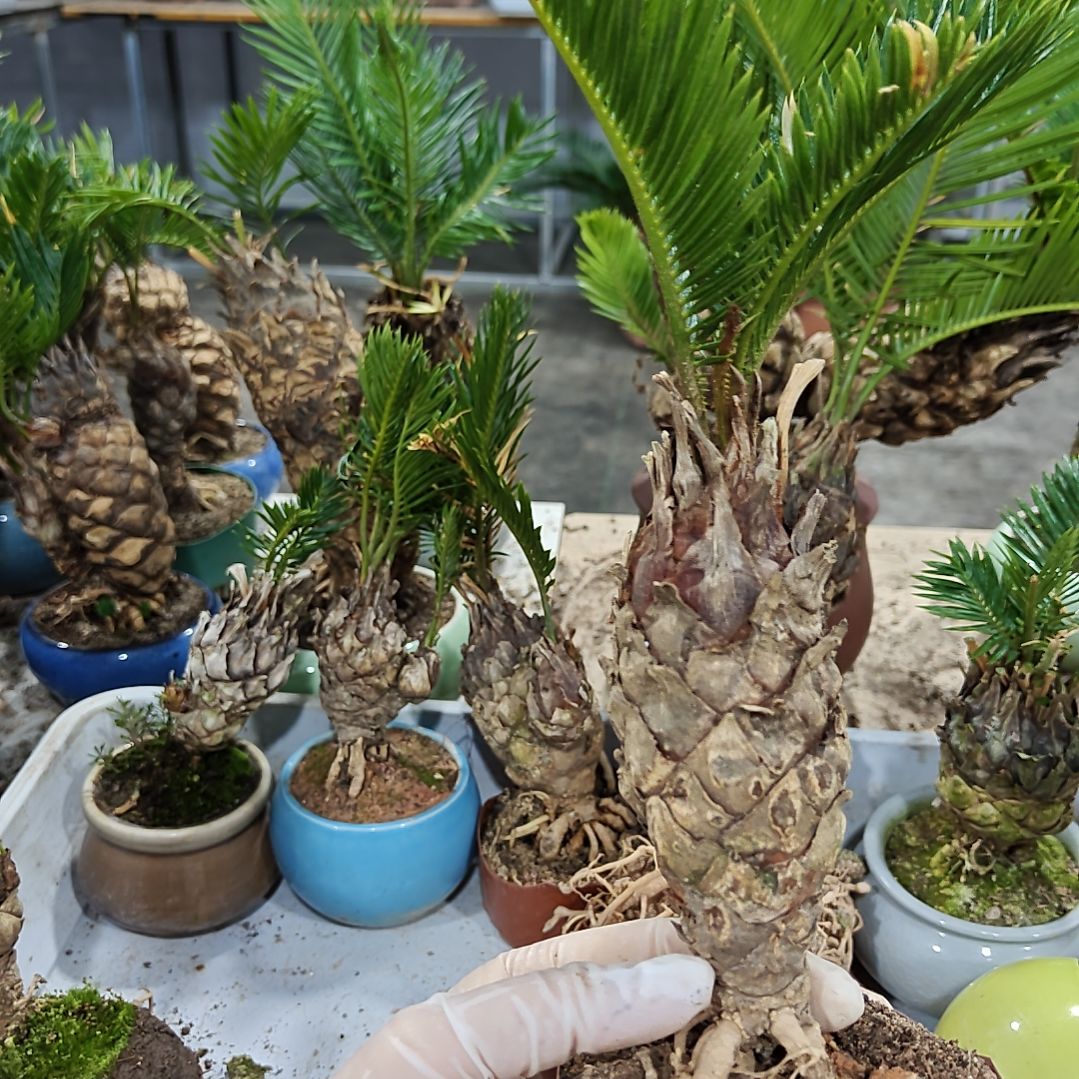 W***X无花朵白鳞铁盆景基地价